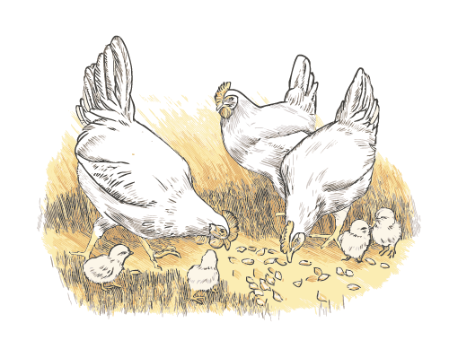 Sonderbucher Spezialitäten